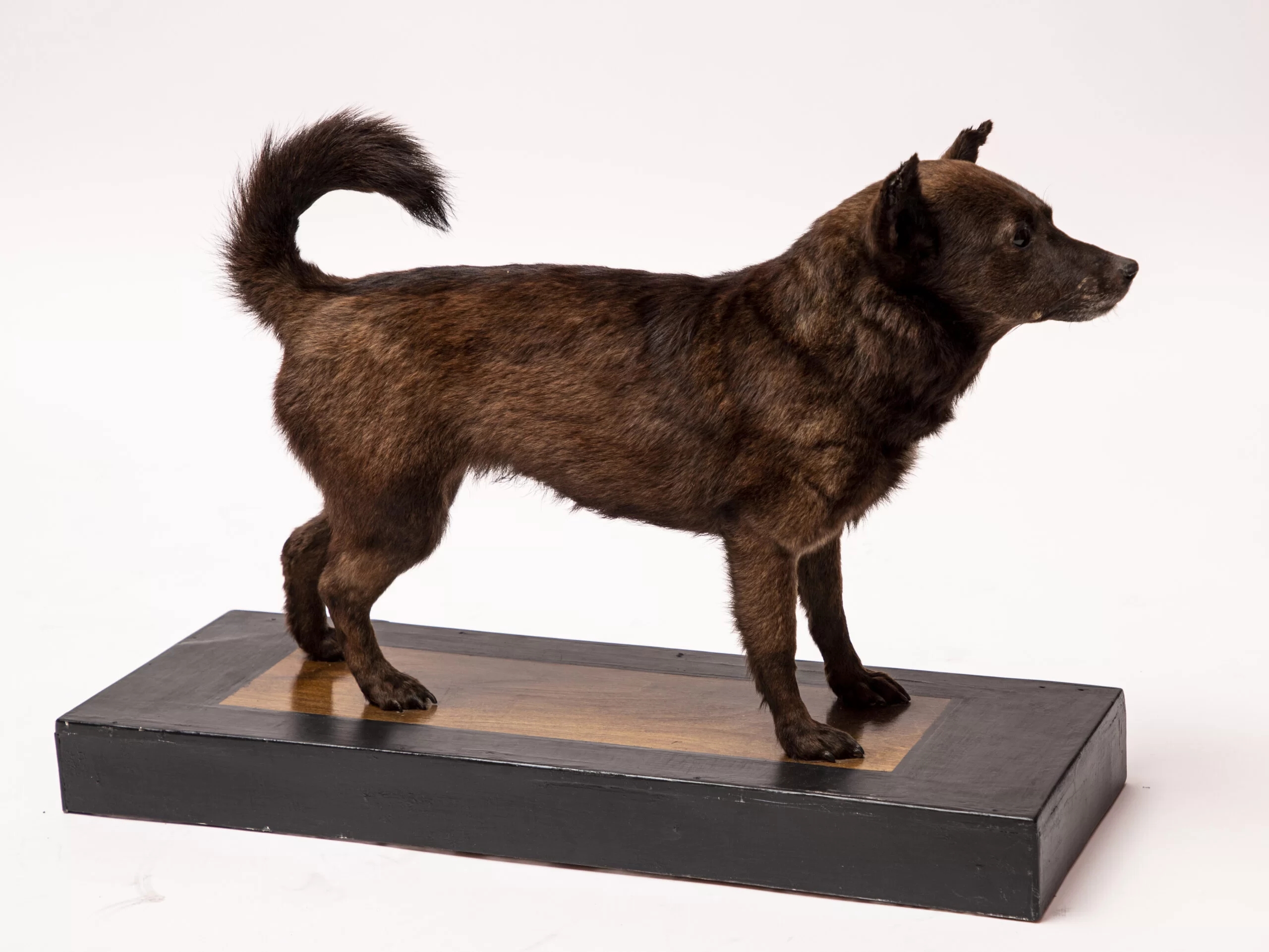 Stuffed dog on a black base. The dog's coat is dark brown and black in color.