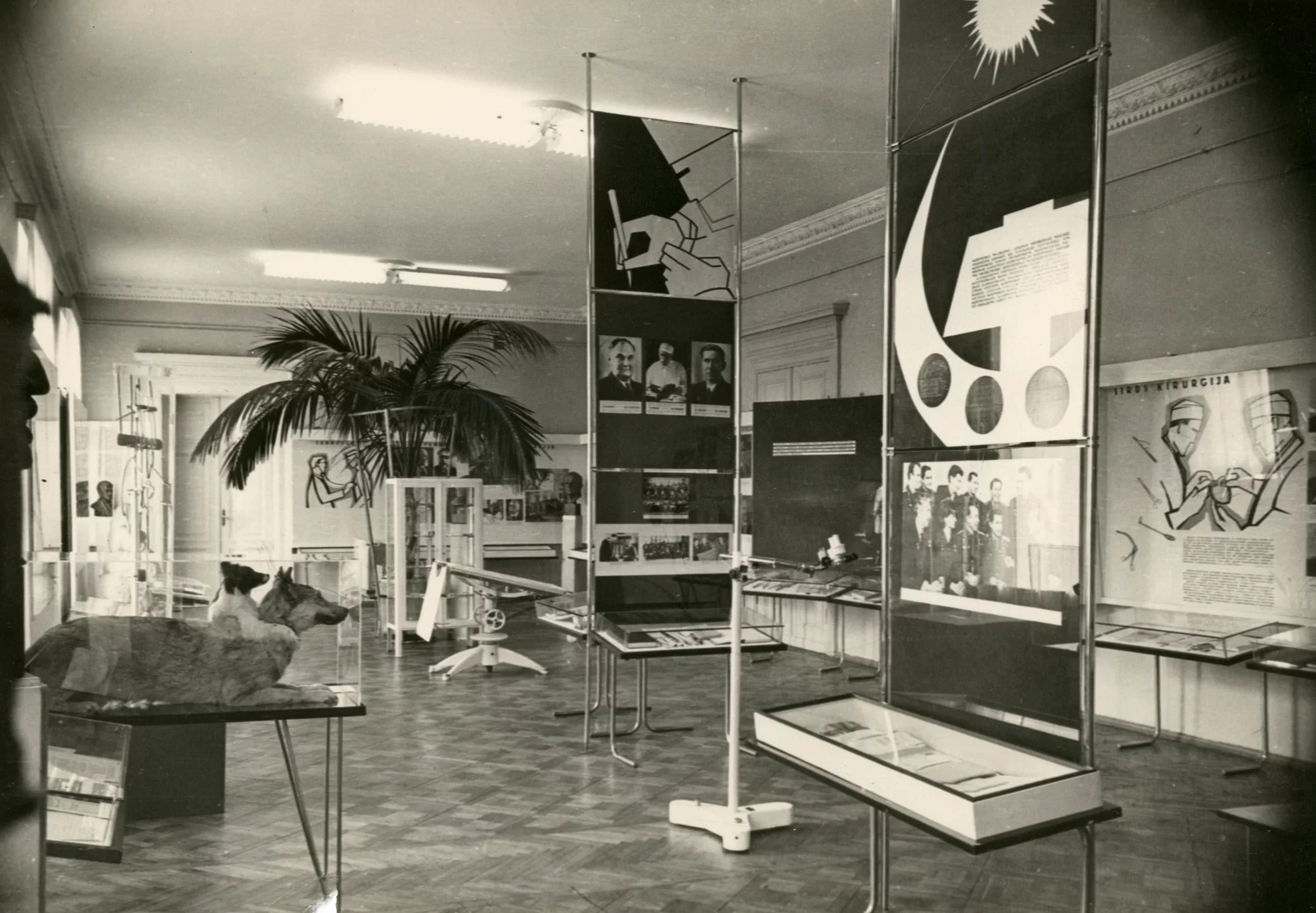 Photo of one of the museum exhibition rooms. There are many different exhibits in glass showcases and informative tablets. On the left is an exhibit of the two-headed dog. A large palm tree is in the background.