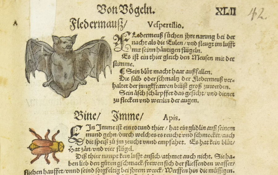Fragments no kādas vecas grāmatas, kura rakstīta ar gotiskā stila burtiem. Uz lapas redzamas arī sikspārņa un mušas ilustrācijas.